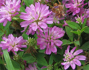 Perzsa here / Trifolium resupinatum