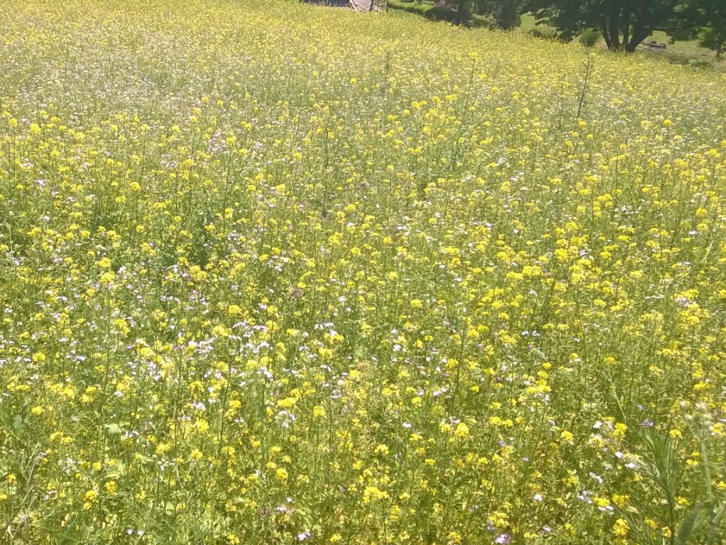 zöldugar, zöld ugar - vetőmag, AKG támogatás