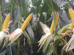 78.T kukorica vetőmag - Szentgyörgymag Kft