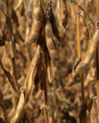 Adelfia szója - Szentgyörgymag Kft