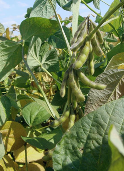 Aires szója vetőmag - Szentgyörgymag Kft