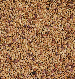 Alex alexandriai here vetőmag - Szentgyörgymag Kft