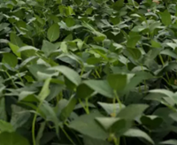 Algebra szója - Szentgyörgymag Kft