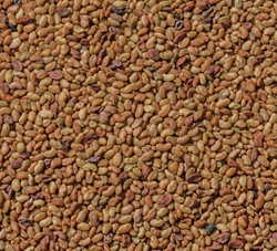 Algonquin lucerna vetőmag - Szentgyörgymag Kft