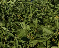 Ancagua szója - Szentgyörgymag Kft