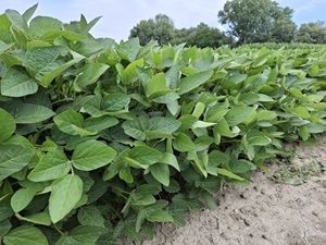 Apollina szója vetőmag - Szentgyörgymag Kft