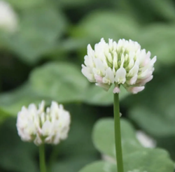 Apollo fehérhere vetőmag - Szentgyörgymag Kft