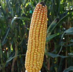 Arcadio kukorica vetőmag - Szentgyörgymag Kft