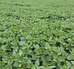 Aristea szója vetőmag - Szentgyörgymag Kft