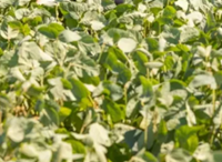 Artesia szója - Szentgyörgymag Kft