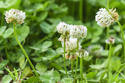 AXI Alexandriai here vetőmag - Szentgyörgymag Kft