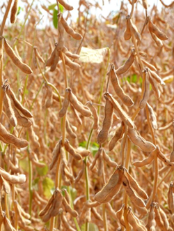 Bahia szója vetőmag - Szentgyörgymag Kft