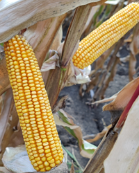 Bazaltik kukorica - Szentgyörgymag Kft