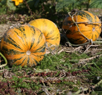 Beppo olajtök vetőmag - Szentgyörgymag Kft