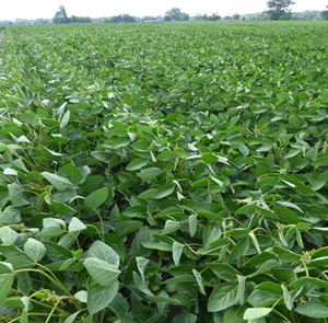 Bettina szója vetőmag - Szentgyörgymag Kft