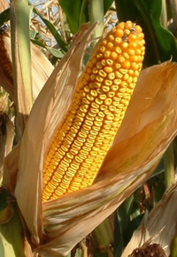 Bizerba kukorica - Szentgyörgymag Kft