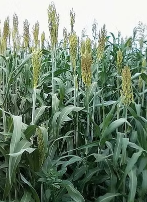 BMR Buffalo Grain silócirok vetőmag - Szentgyörgymag Kft