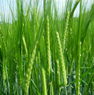 Bojos tavaszi árpa vetőmag - Szentgyörgymag Kft