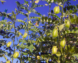 Bori csicseriborsó vetőmag - Szentgyörgymag Kft