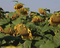 Carrera CLP napraforgó - Szentgyörgymag Kft