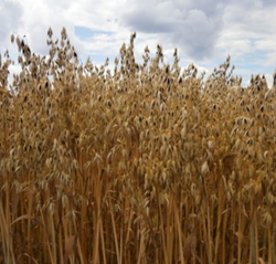 Celeste zab vetőmag - Szentgyörgymag Kft