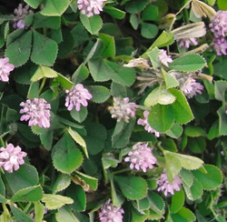 Celtico perzsahere vetőmag - Szentgyörgymag Kft