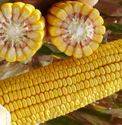 Cesone kukorica - Szentgyörgymag Kft