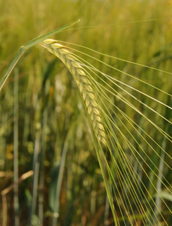 Conchita tavaszi árpa vetőmag - Szentgyörgymag Kft