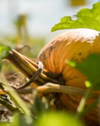 Enzo olajtök vetőmag - Szentgyörgymag Kft