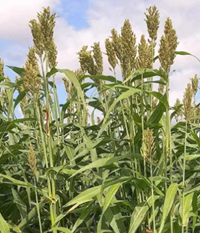 ES Hyperion silócirok vetőmag - Szentgyörgymag Kft