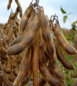 ES Mentor szója vetőmag - Szentgyörgymag Kft