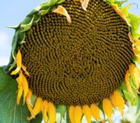 ES Oasis CLP napraforgó - Szentgyörgymag Kft