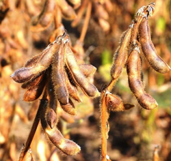 ES Professor szója vetőmag - Szentgyörgymag Kft