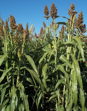 GK Balázs silócirok - Szentgyörgymag Kft