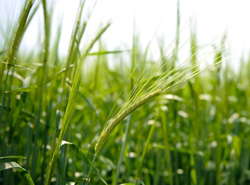 GK Habzó árpa vetőmag - Szentgyörgymag Kft