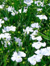 GK Helga olajlen vetőmag - Szentgyörgymag Kft