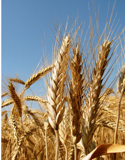 GK Idus tavaszi tritikálé vetőmag - Szentgyörgymag Kft