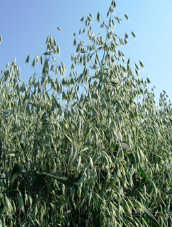 GK Kormorán tavaszi zab vetőmag - Szentgyörgymag Kft