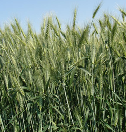 GK Március búza vetőmag - Szentgyörgymag Kft