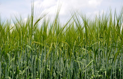 GK Toma árpa vetőmag - Szentgyörgymag Kft