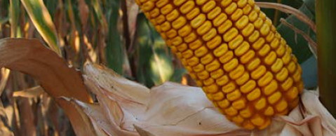 GKT1216 kukorica - Szentgyörgymag Kft