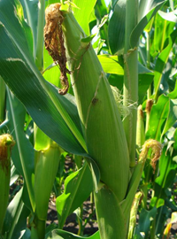 GKT211 kukorica - Szentgyörgymag Kft