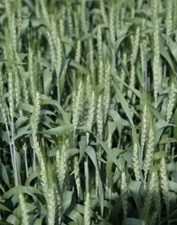 Granny tavaszi búza vetőmag - Szentgyörgymag Kft