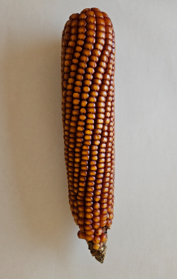 Gritz madáreleség kukorica