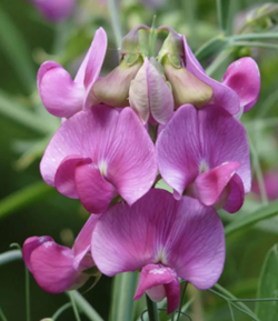 Hanka tavaszi bükköny vetőmag - Szentgyörgymag Kft