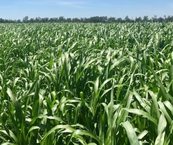 Hulk silócirok vetőmag - Szentgyörgymag Kft