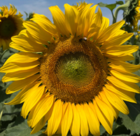 Hysun 195 IT napraforgó - Szentgyörgymag Kft