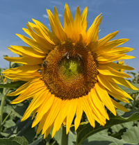 Hysun 310 SU napraforgó - Szentgyörgymag Kft