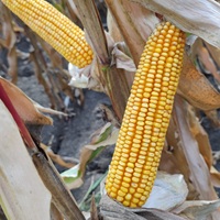 Indem 1397 kukorica - Szentgyörgymag Kft