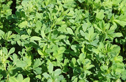 Irisz lucerna vetőmag - Szentgyörgymag Kft